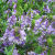 图朵紫花苜蓿草种子种籽多年生四季养殖牧草喂牛羊鸡鸭鹅猪鱼兔子草籽 【紫花苜蓿种子净子1斤】大叶高