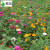 四季播种波斯菊种子格桑花种子野花组合种子绿化工程草花种子易种 野花组合一斤+营养土