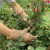 剥栗子手套 牛皮防刺手套 园林园艺修剪 玫瑰月季花椒刺剥板 长度37cm颜色随机