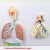 ENOVO颐诺人体呼吸系统解剖模型