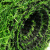 安赛瑞 仿真草坪 人造塑料假草皮  宽2m长10m2cm加密春草 700585