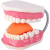 牙保健模型大号口腔医学护理刷牙指导教具牙列牙齿成年人儿童附牙刷 乳牙儿童牙列模型