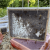 活体中蜂蜂群笼蜂种王群大棚授粉蜜蜂木框发货阿坝土蜂种蜂群 7500工蜂带开产王
