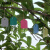 安赛瑞 PVC植物吊牌 彩色防水标签吊签牌 花卉园艺塑料小挂牌 长7宽5cm1000张蓝色 530343