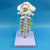 人体7节颈椎带颈动脉 后枕骨 椎间盘与神经教学模型 颈椎模型