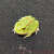 皇上活体爬宠两栖宠物蛙绿黄金活物活体小丑蛙非洲牛蛙 宇治角(3-4cm)