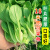 长耕上海鸡毛菜种子四季小白菜油菜菜籽种阳台盆栽蔬菜种孑青菜种籽苗 上海鸡毛菜种子10克+1袋有机肥