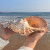 宇艺天使特大贝壳海螺天然摆件玩具号角可以吹的海螺听风花盆巨型鱼缸造 17厘米