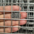 初构想（CHUGOUXIANG）304不锈钢电焊网片防鼠网钢丝围栏窗户防护焊接网筛网防盗网 丝0.6mm/孔6mm/1X1米