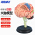 海斯迪克 HKCL-559 4D拼装大脑模型 脑部结构解剖可拆卸教学模型 含底座