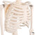 金固牢 人体骨骼模型 全身骨架展示教学模型 KZS-111 85cm 