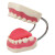 沪教（HUJIAO）恒牙牙齿模型 口腔医学教学模型牙科解剖备牙 牙医学护理 牙保健模型附牙刷