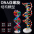 DNA双螺旋结构模型大号高中分子结构模型60cmJ33306脱氧核苷酸链碱基对遗传基因染色体双链生物 DNA双螺旋结构模型小号