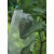 供应尼龙网袋种子袋浸种育种袋纱网袋防虫袋果树套袋火龙果袋蛇袋 95x60cm