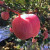 苹果树苗红富士苹果苗红肉苹果南方北方耐寒庭院种植盆栽苹果苗当年结果 8年苗丰产苗