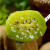 冠町陕西周至翠香猕猴桃 纯甜绿心奇异果时令新鲜水果生鲜 30枚 中果 70 90g