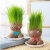 昊兰诺 草头娃娃创意小盆栽桌面可爱植物趣味头上长草头发娃娃 草头娃娃3个+3托盘+3营养液+3小