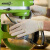 爱马斯(AMMEX) 一次性橡胶乳胶手套餐饮美容手套工业实验室手术口腔牙科劳保家务1盒/100只 独立灭菌袋装(100袋/盒) M