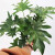 春羽绿植盆栽室内花卉客厅水生龟背竹办公室绿萝春雨水培植物Z 春雨30-40厘米（三颗）