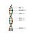 佑工信 DNA模型双螺旋结构模型组件拼接遗传基因和变异生物实验diyDNA模型 单位：个 中号 