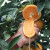臻瀚伯农江西橙子新鲜当季水果赣州脐橙 20斤单果130-150g（净重18斤）