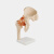 钢骑士 实验室教学人体膝关节功能模型肩关节肘关节手关节脚关节髋关节可动骨骼 韧带髋关节 