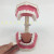 牙科材料 牙科教学模型假牙模型 2倍牙齿口腔模型 高露洁口腔模型 下排牙齿可拆装款（有舌头）