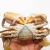 【活鲜】悦芳华 正宗膏油黄油蟹 鲜活 活蟹红膏蟹活螃蟹海鲜礼盒 1只二级黄油蟹 600g 简装 （6-7两）