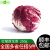 绿食者 新鲜红菊苣250g 落地球生菜 紫苣红叶包菜 西餐沙拉轻食蔬菜 500g