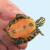 火焰龟长寿宽纹观赏乌龟活体乌龟活物深水龟宠物龟小宠龟 12-14厘米