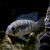 地图观赏鱼中大型黑白地图罗汉热带鱼红宝石蓝宝石活体皇冠淡水鱼 黑地图4-6厘米4条