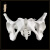 助产示教模型 骨盆模型带胎儿头颅骨模型 女性盆底肌女性骨盆 自然大女性骨盆