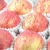 山东烟台栖霞红富士苹果新鲜水果现摘脆甜多汁孕妇 90mm(含)-95mm(不含) 8斤