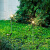 新款蒲公英太阳能户外灯庭院花园布置防水草地草坪灯阳台露台装饰 暖光-蒲公英-1只装