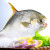 珍渔坊 金鲳鱼 生鲜海鲜鱼类金昌鱼冷冻 肉质细嫩无细刺 食用方便 金鲳鱼400g 200/300