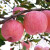 苹果树苗红富士苹果苗红肉苹果南方北方耐寒庭院种植盆栽苹果苗当年结果 8年苗丰产苗
