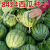 8424麒麟西瓜籽薄皮2-6月播种耐热南方新品种特大超甜瓜 8424麒麟西瓜种子 精品原厂装2包(约60粒)+宋品