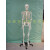170CM人体骨骼模型教学瑜伽骨架带神经脊柱可弯曲关节韧带 170cm骨骼（无神经）