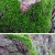 广陵散瑰季园艺 假山草苔藓种子孢子盆景青苔上水石吸水石子花 微星星藓孢子41克