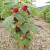 咯咚树莓苗双季覆盆子果树苗盆栽地栽南北方种植当年结果红黄黑树莓苗 树莓 黑树莓双季 当年结果 80cm(含)-89cm(含)