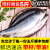 鲜木东北黑龙江沙丁鱼青鱼特产传统年货冷冻新鲜沙丁鱼青鱼5斤