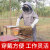 养蜂防护服抓蜜蜂工具防蜂衣连体防蛰透气全套加厚防护服 橡胶手套+连体蜂服XXL码 (60kg9