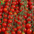 红千禧串收小番茄种子苗籽阳台四季蔬菜盆栽圣女果小西红柿孑秧苗 红千禧圣女果种子1袋