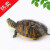 火焰龟长寿宽纹观赏乌龟活体乌龟活物深水龟宠物龟小宠龟 12-14厘米