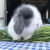 迷你小兔子长不大活物茶杯侏儒小白兔公主荷兰垂耳兔小型易养宠物 黄色垂耳兔灰色垂耳兔
