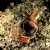 路易森林（LUYISENLIN）洋酒XO白兰地皇爵 40度烈酒礼盒 骷髅头摆件375ml伏特加组合装 375mL 6盒 伏特加