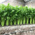 中科茂华蔬菜种子PS-1西芹种子黄绿色不空心芹菜种子高产抗病基地种植大芹菜种子100克