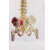 FACEMINI ML-47 附肌肉起止点的大脊椎骨盆带股骨和脊神经附骶骨模型 大脊椎骨盆带股骨模型