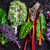 寿禾 羽衣甘蓝种子春冬季菜种耐寒食用蔬菜种孑苗播种种苗寿光种苗 白鲁西露种子 20粒