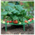 销售草莓架 草莓种植支架 植物爬藤架阳台盆栽种菜园艺支架 绿色